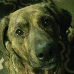 Meet your Posher, Dakota